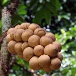 Jual Pupuk Besfarm slow release