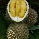 Jual Pupuk Besfarm slow release